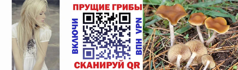 наркошоп  Воскресенск  Псилоцибиновые грибы MAGIC MUSHROOMS 
